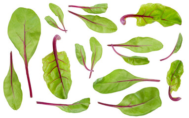 fresh beet leaves are isolated on a white background. baby green leaves 