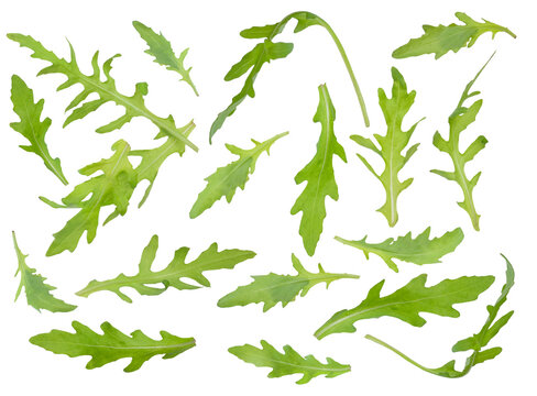 leaves of fresh green arugula are isolated 