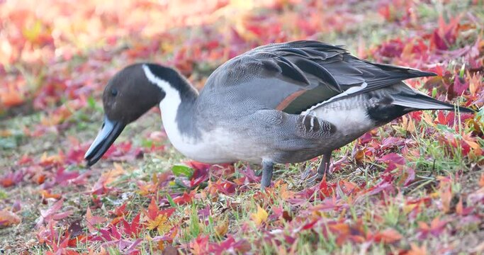 Northern pintail eating plant seed on the colorful grassfield.