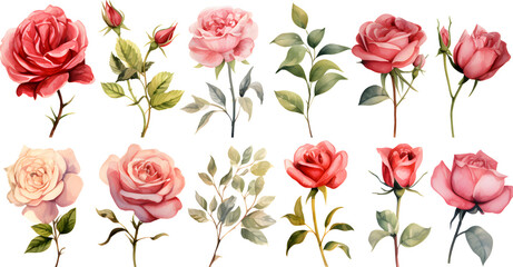 set of vintage rose watercolor,