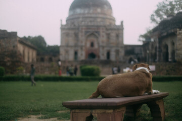 dog contemplating temple in india - 692015803
