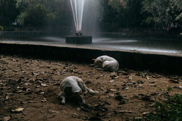dogs cooling off freshen in a fountain in a park in india in summer - 692015832
