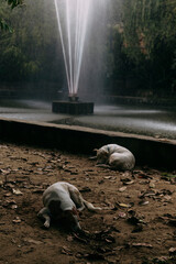 dogs cooling off freshen in a fountain in a park in india in summer - 692015848