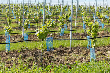 Weinstöcke werden im Biolandbau durch Hacken vor dem Unkraut geschützt