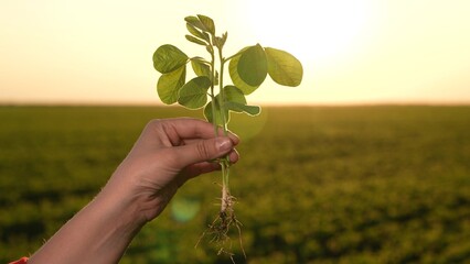 Agriculture. farmer hands planting green soybean sprout into ground field. small fresh sprout...