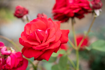 富士中央公園のバラ
