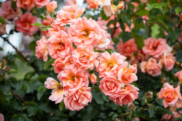 富士中央公園のバラ