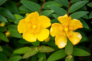 富士中央公園のバラ