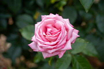 富士中央公園のバラ