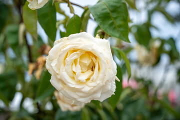 富士中央公園のバラ