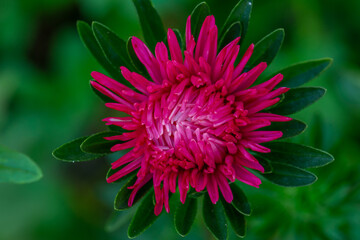 Blooming pink chrysanthemum flower on a green background in summer day macro photo. Red garden flower in summertime close-up photography.