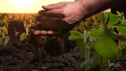 farmer, holding earth hand, takes care field cares about quality product. checks each plant, paying...