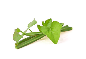 Cissus quadrangularis L. ,veldt grape on white background. Herb for Hemorrhoids.