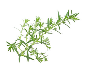 Artemisia vulgaris L, Sweet wormwood, Mugwort or artemisia annua branch green leaves on white...