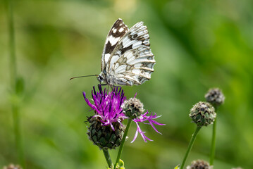 Marbled White (Melanargia galathea) butterfly sitting on a pink scabiosa in Zurich, Switzerland