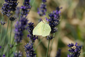 Common brimstone butterfly (Gonepteryx rhamni) sitting on lavender in Zurich, Switzerland