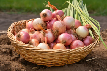 Bountiful Garden Harvest Of Onions