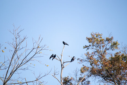 These beautiful crows sat perched atop the tree branched looking quite comfortable. The large black birds usually stay together in their murder. The Fall foliage can be seen all around.