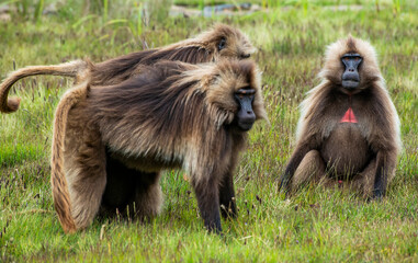 Geladas (Theropithecus gelada) live in large herds in the Simien Mountains of northern Ethiopia. They have a bald patch on their chests which ranges from fiery red to baby pink.