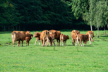 Lush Pasture Serenity: Limousine Cattle Grazing in Verdant Fields