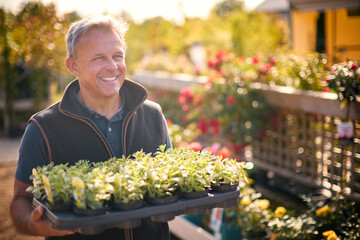 Portrait Of Mature Man Working Outdoors In Garden Centre Carrying Tray Of Seedling Plants