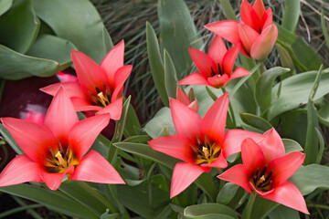 rote Stern-tulpen im Fr&uuml;hjahresbeet