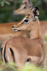Impala