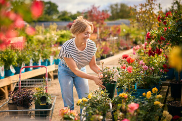 Woman With Trolley Outdoors In Garden Centre Choosing Plants And Buying Rose