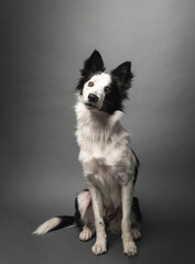 Lovely purebred Border Collie front view with grey background in artistic studio shot
