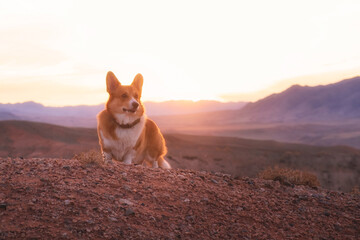 Cute dog, red corgi pembroke in red desert at sunset