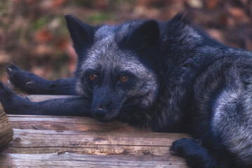Beautiful Silver Fox resting on wooden flooring