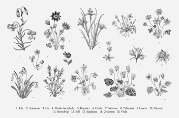 Millefleurs. Second set. Vintage vector botanical illustration. Black and white - obrazy, fototapety, plakaty