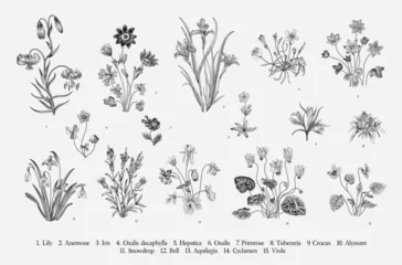 Fotobehang Millefleurs. Second set. Vintage vector botanical illustration. Black and white © OlgaKorneeva