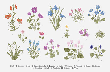 Millefleurs. Second set. Vintage vector botanical illustration. - obrazy, fototapety, plakaty