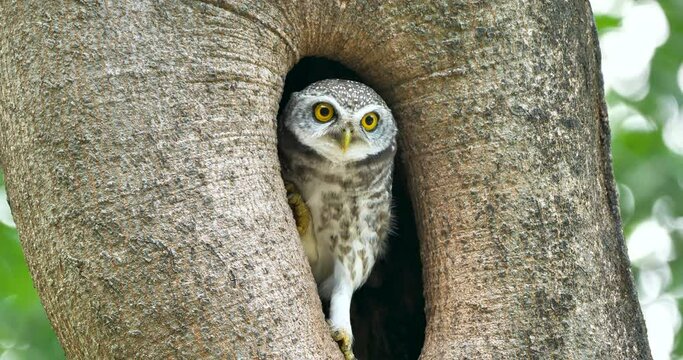 Spotted owlet in a hole and fly away. Taken in Thailand.