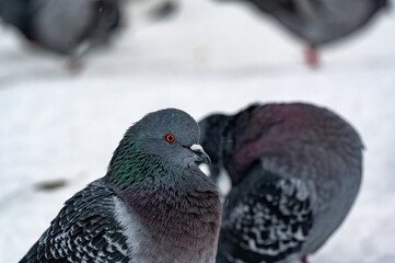 Pigeon in central Orebro a cold winter day