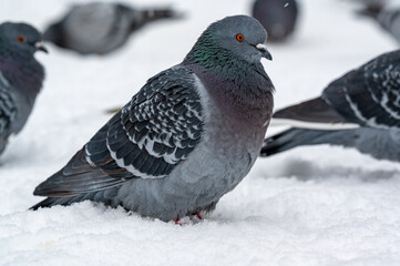 Pigeon in central Orebro a cold winter day