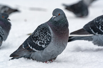 Pigeon in central Orebro a cold winter day