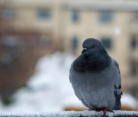 Pigeon in central Orebro a cold winter day