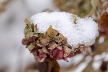 Winterzauber oder doch Frostschaden an der Hortensienblüte