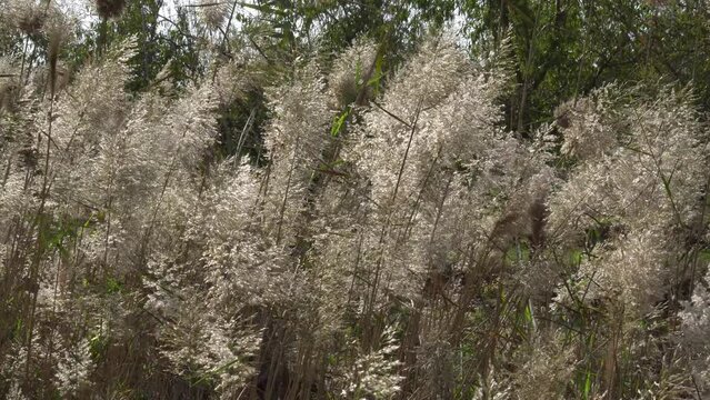 water reeds and almond trees near the mount Tabor, Israel