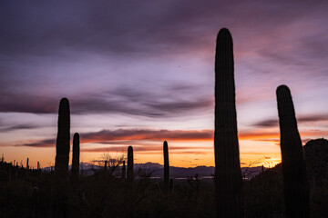 Purple Sunset Over Silhouettes Of Saguaro Cacti