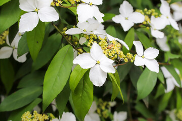 白い紫陽花の花
