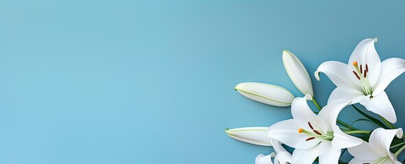 a white group of lily flowers  isolated on a blue background. horizontal wallpaper with large copy space for text. Condolence, grieving card, loss, funerals, support. - obrazy, fototapety, plakaty
