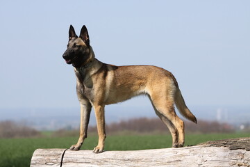 Belgischer Schäferhund Malinois im Standard