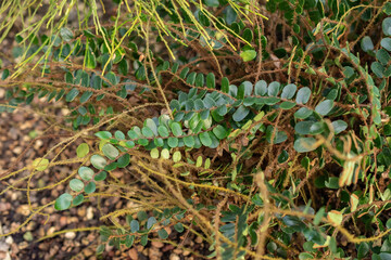 Button fern or Pellaea Rotundifolia plant in Saint Gallen in Switzerland © Robert
