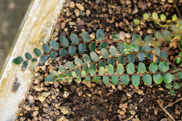 Button fern or Pellaea Rotundifolia plant in Saint Gallen in Switzerland © Robert