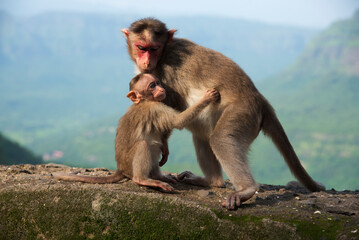 Mother and baby monkey. A Mother Monkey Caressing Her Baby
