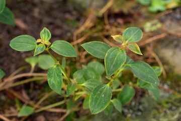 Arthrostemma Parviflorum plant in Saint Gallen in Switzerland