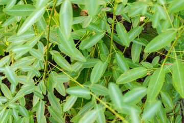 Telegraph plant or Desmodium Motorium plant in Saint Gallen in Switzerland
